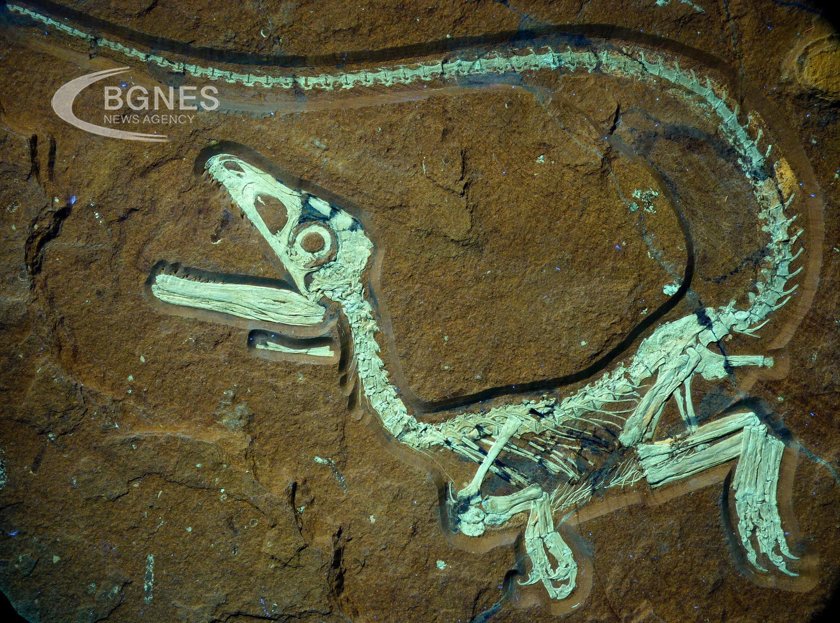 A pliosaur skull has revealed interesting facts about the prehistoric predator