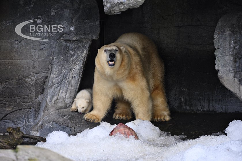 A polar bear died of bird flu