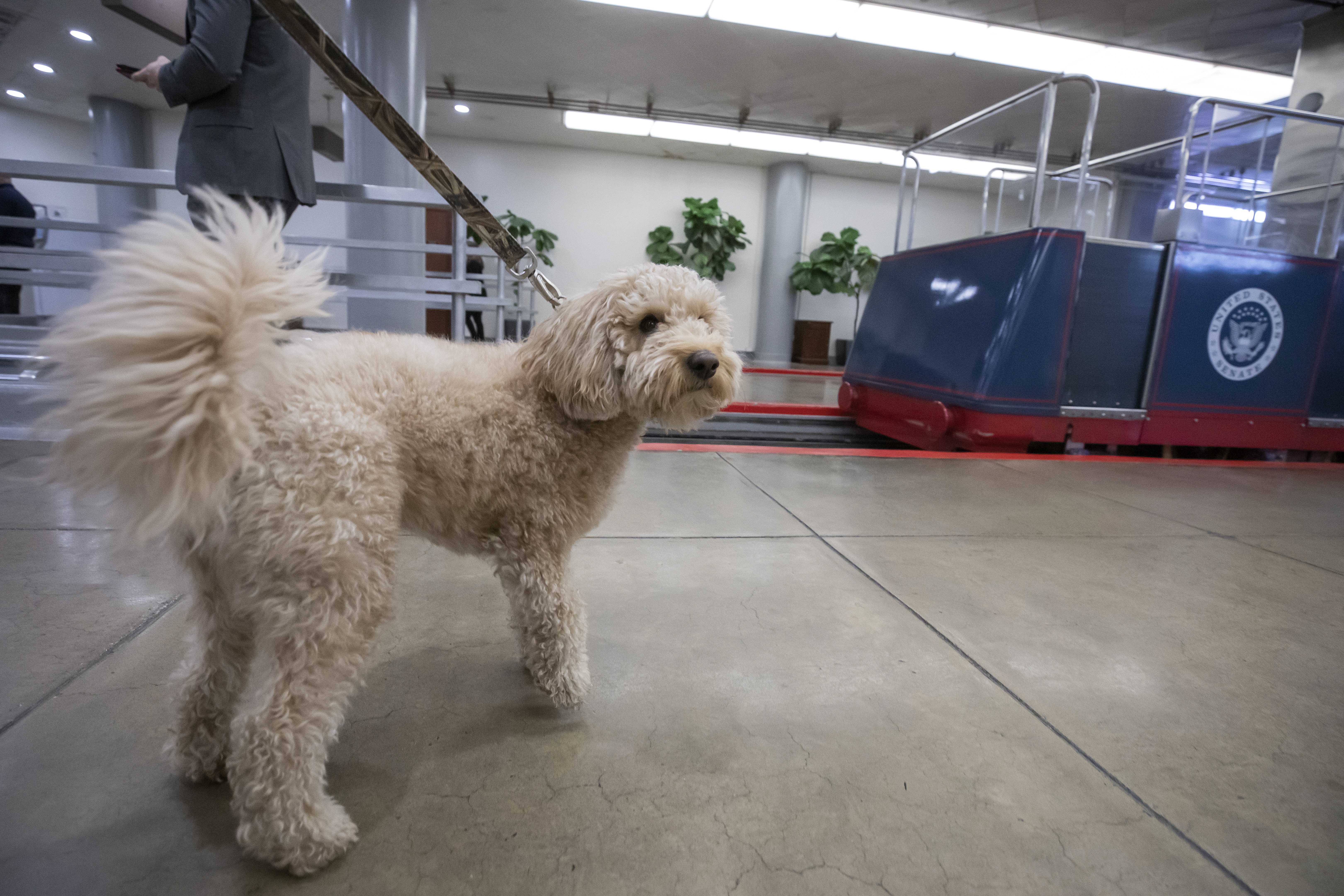 A “greedy” American dog chewed up $4,000 in cash