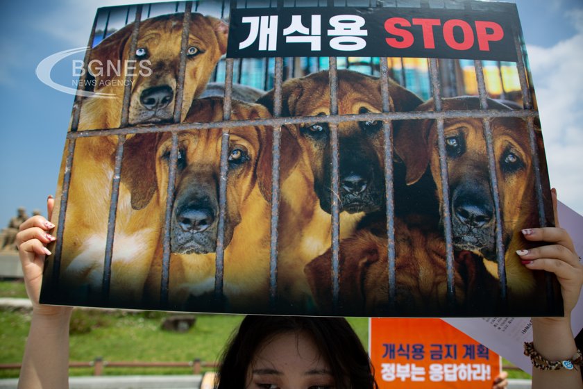 South Korea passed a bill to ban the dog meat trade