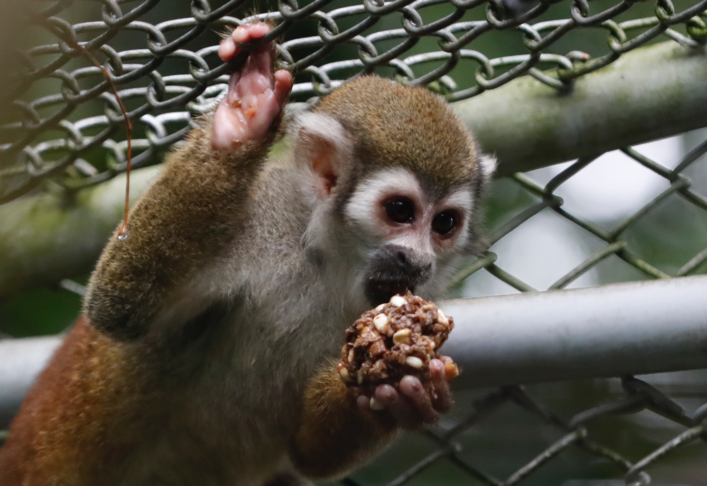 A man has been arrested in France for stealing endangered monkeys