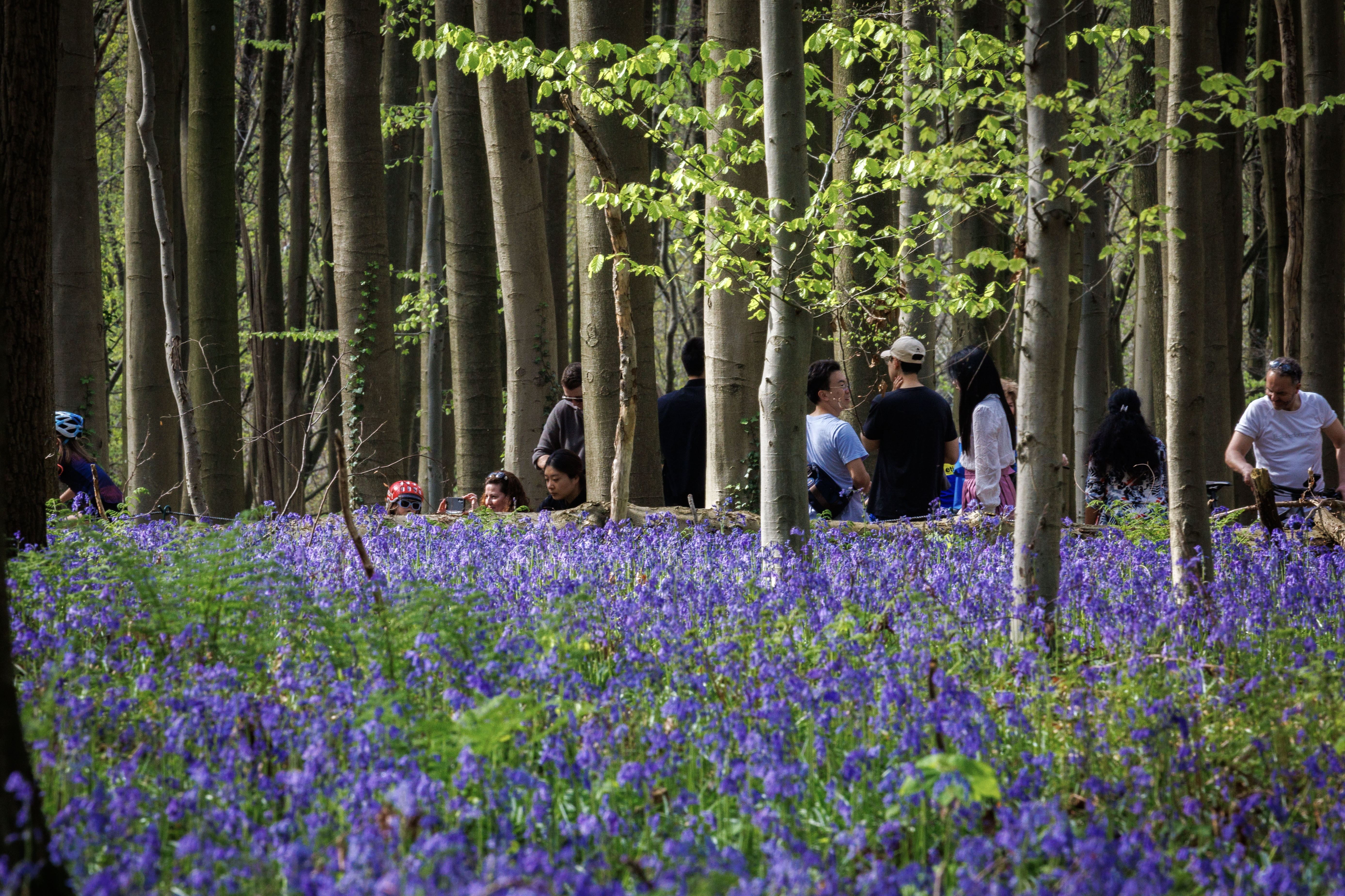 Fashion labels promise not to source materials from threatened forests