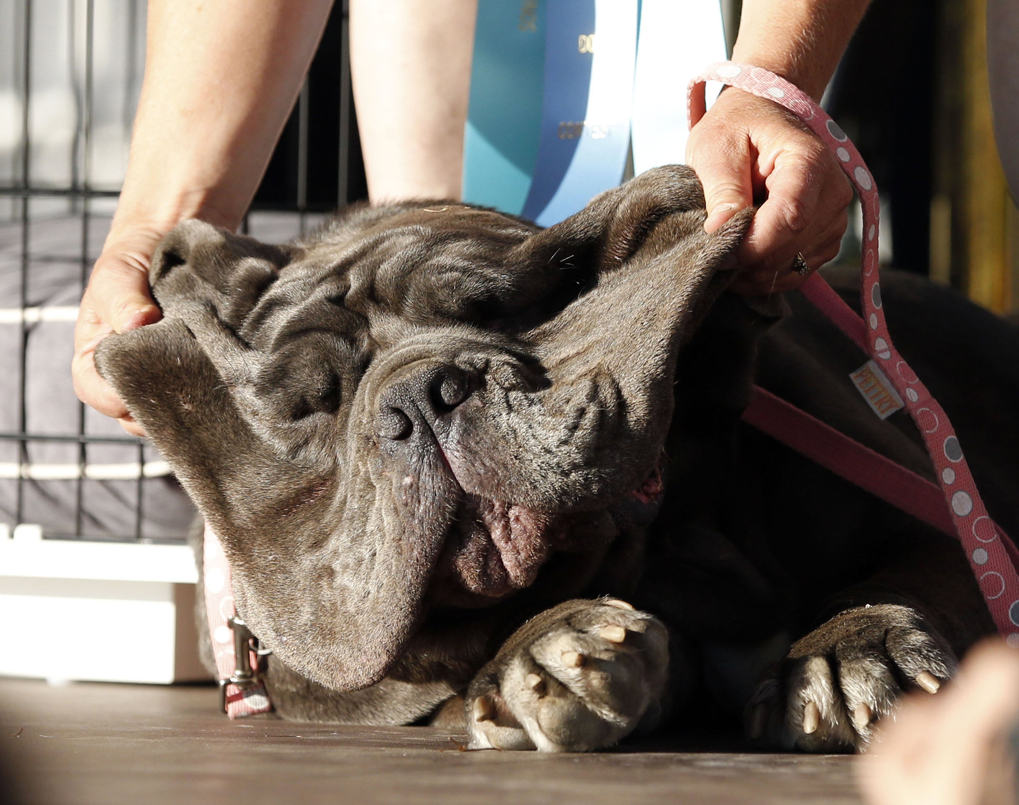 The four-legged children of the Argentine president