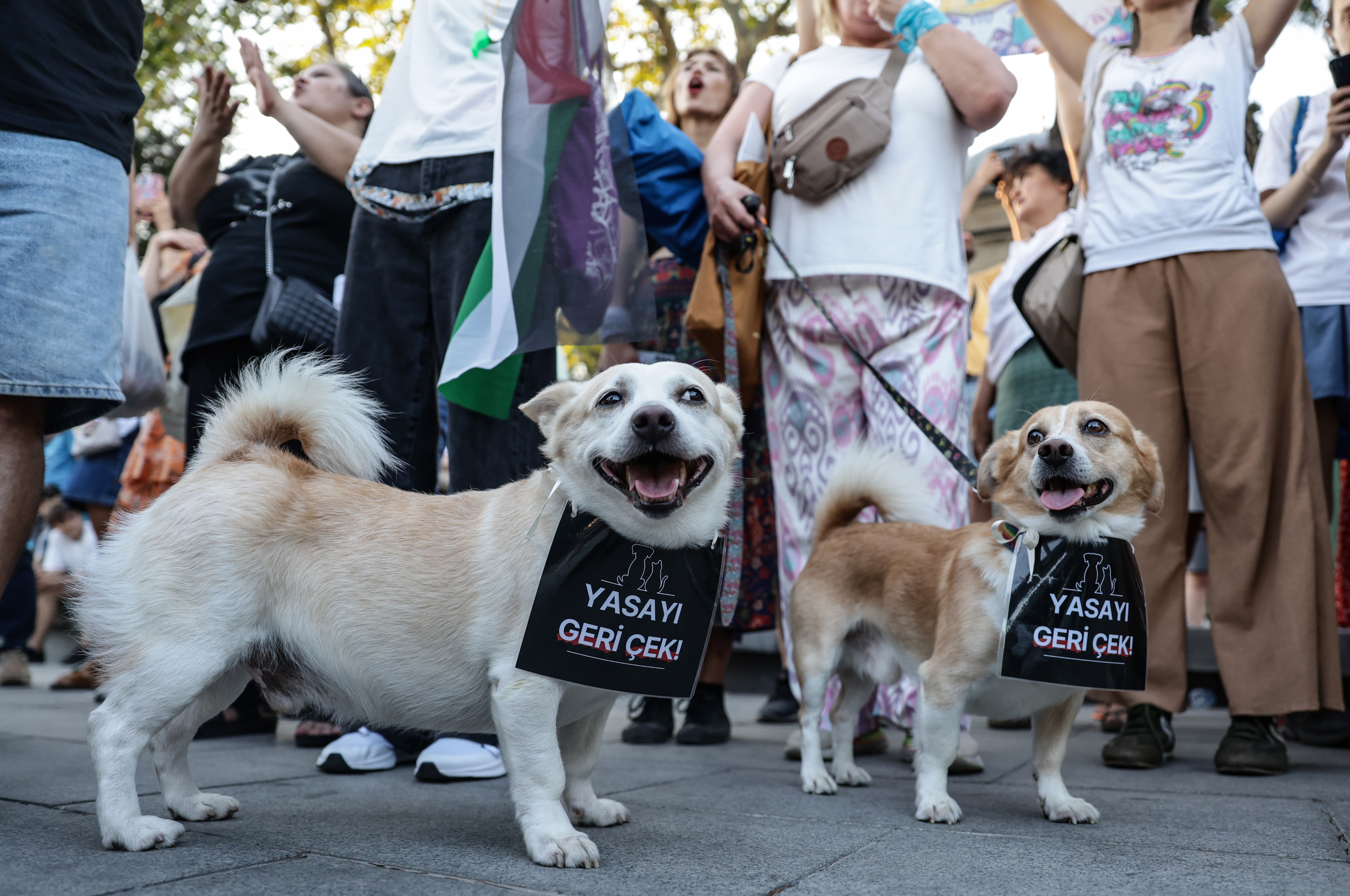 Turkey decides the fate of millions of stray dogs