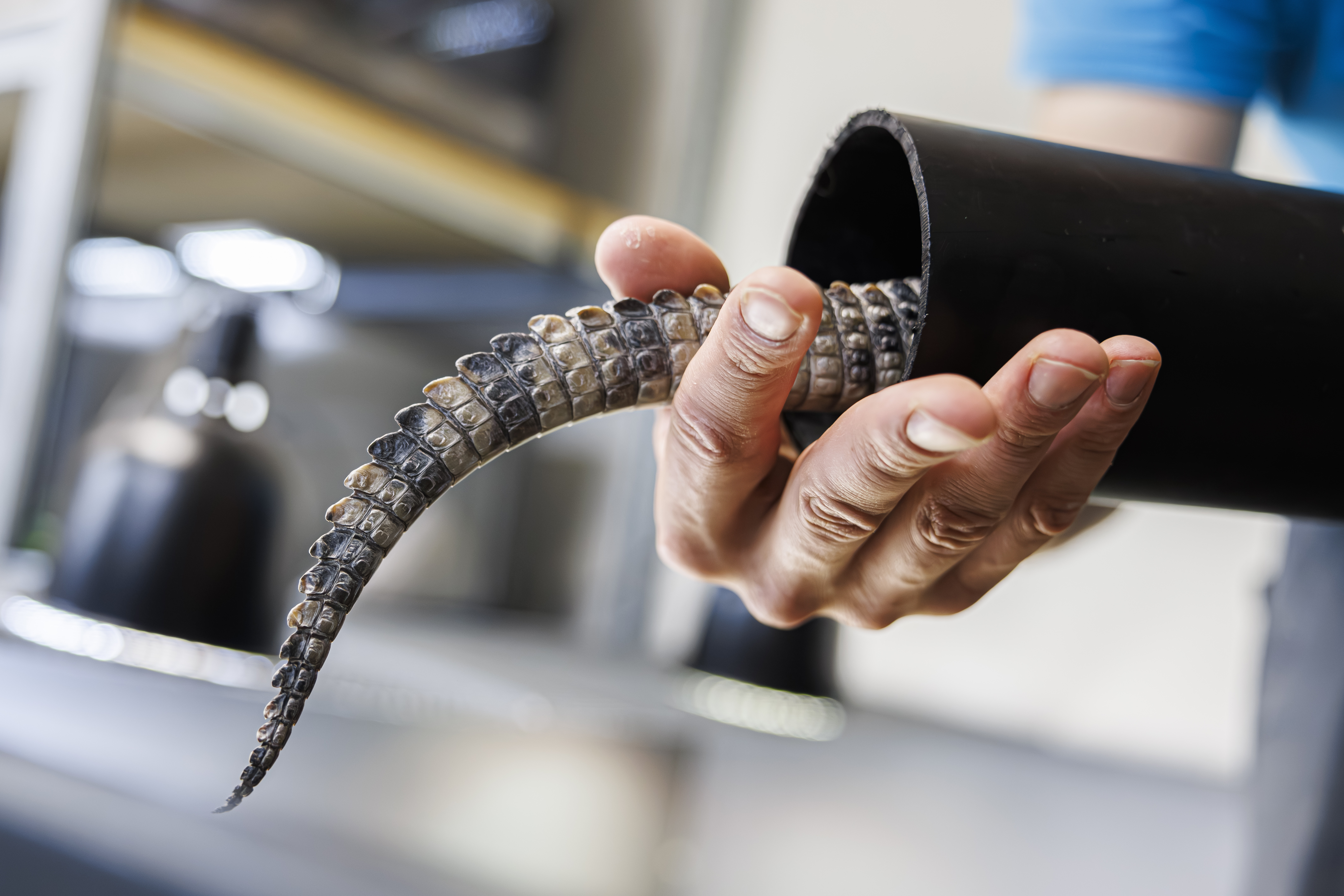 British crocodile expert jailed for 10 years for sexually abusing dogs