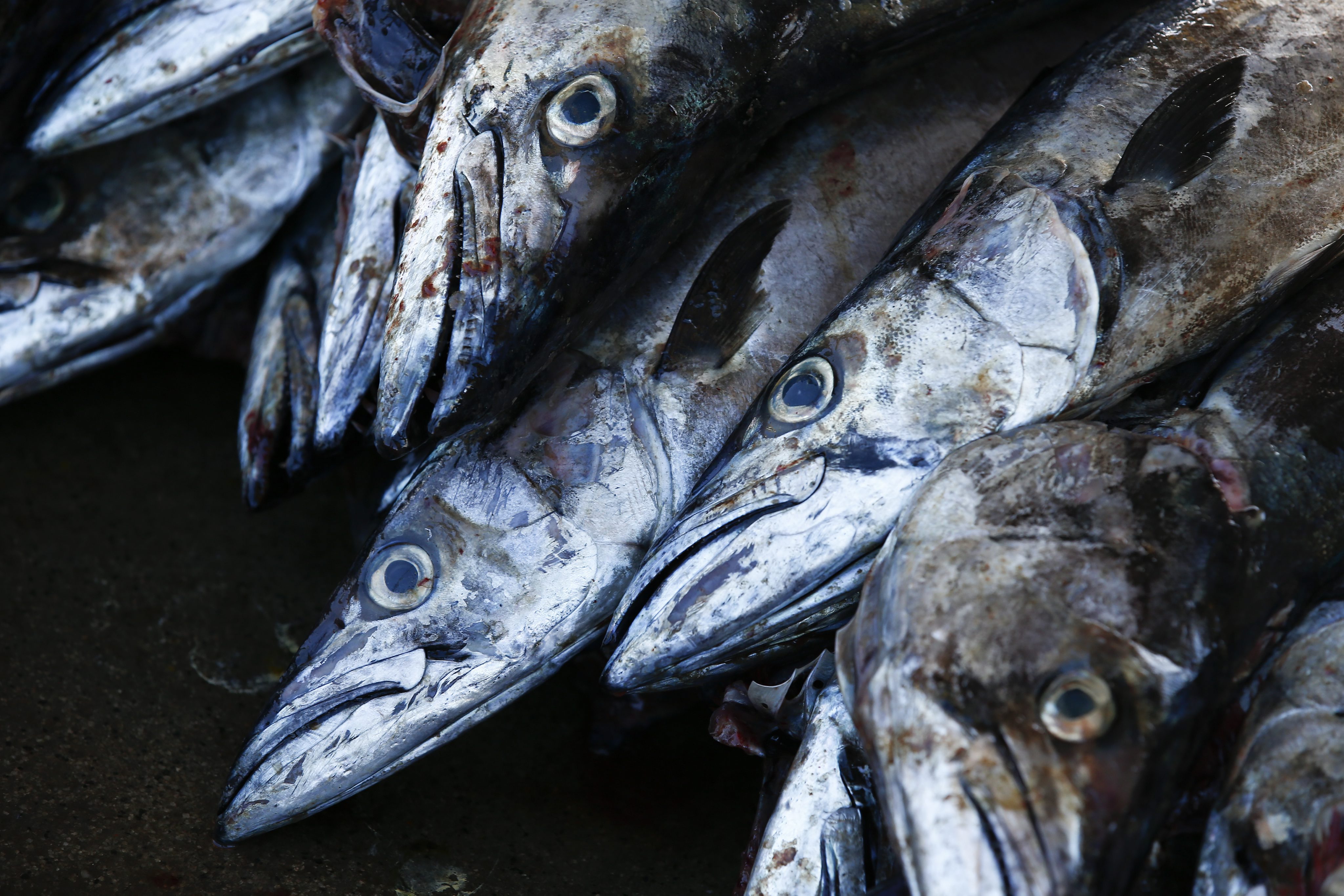 Daily consumption of mackerel may reduce risk of Alzheimer's and dementia