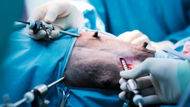 Dr. Miroslav Genov on Laparoscopy in Veterinary Medicine in Bulgaria