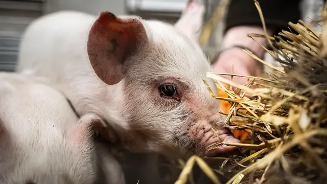 Scientists from China carry out the first successful transplantation of pig liver into a human
