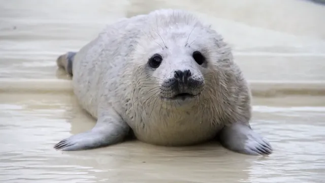 Bird flu found again in seals at colony on England's east coast 