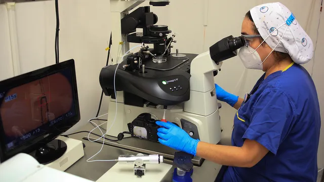 Scientists discover key protein capable of stopping heart and brain cell damage