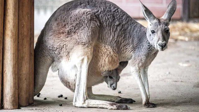 Giant kangaroos inhabited Australia 5 million years ago