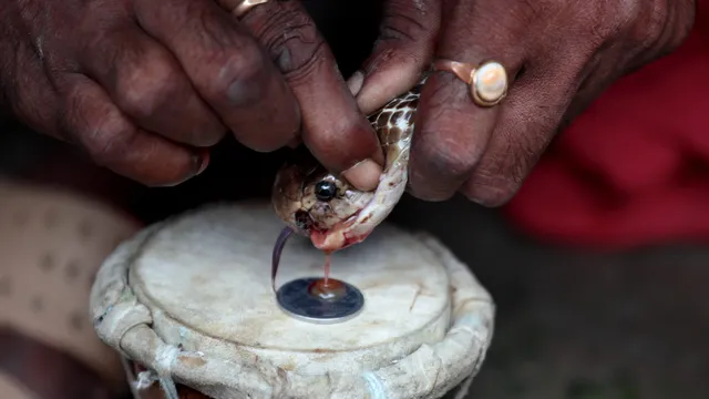 Antidote to snake venom has been created from a man who was bitten 200 times