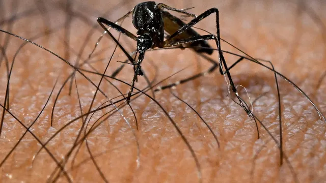 Research: Dengue and chikungunya may soon become endemic in Europe