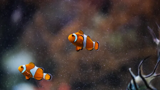 Study: Some clownfish are shrinking due to climate change