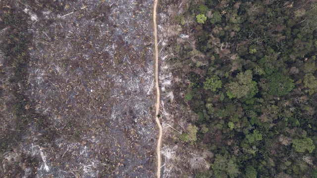 Fires in Brazil accelerate deforestation in the Amazon