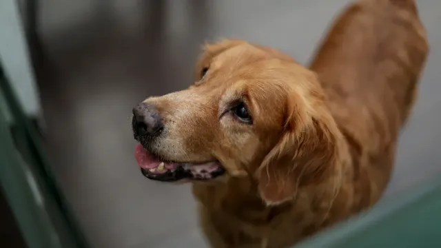 Dogs at home protect children from allergies