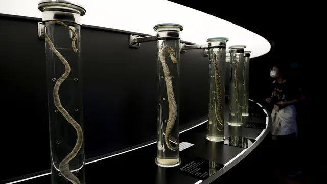 Man gets bitten by snakes over 200 times in search for universal antidote