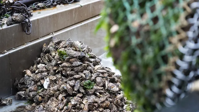In the United States, volunteers grow oysters to clean up the seas