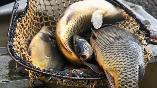 Production of certain fish and seaweed species on farms increases
