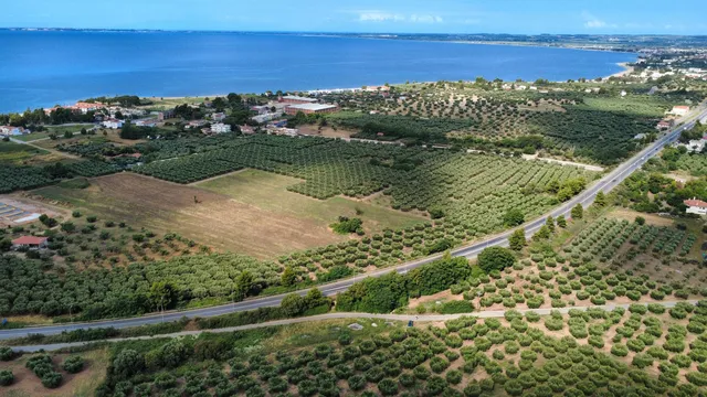 Greece’s Green Gold: The Centuries-Old Story of the Olive Tree
