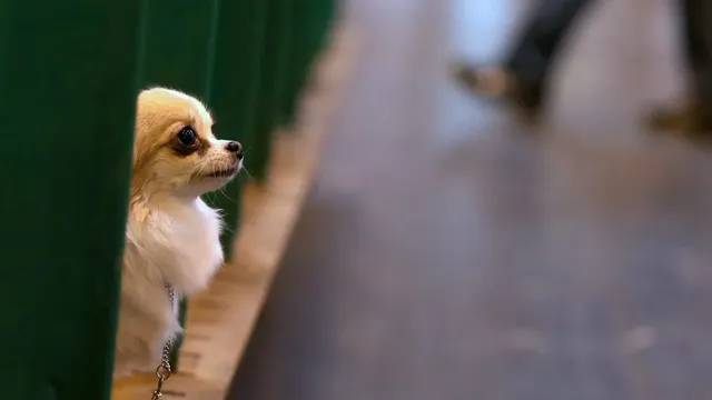 Chihuahua saves climber who fell into a glacier in Switzerland