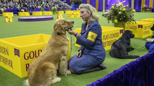 Dogs can smell Parkinson's disease from skin swabs
