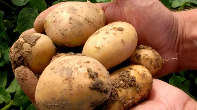 Potato has its origins in an unexpected cross with tomato