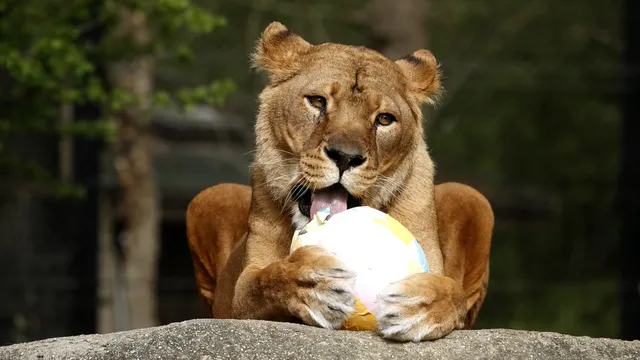 Danish zoo seeks pets to feed its predators