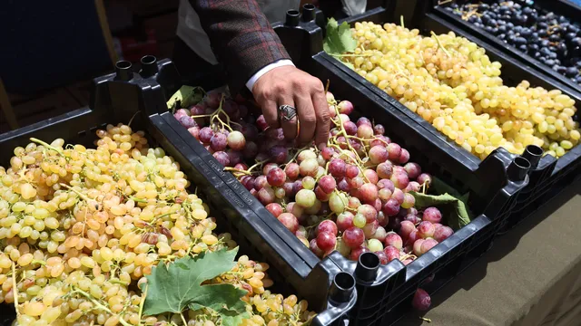 Grapes – superfood with over 1600 beneficial compounds for the brain, heart, and intestines