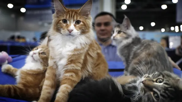 The 14 most affectionate cat breeds