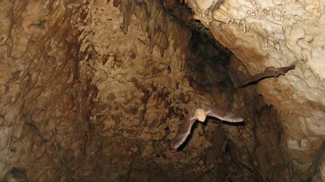 Rodrigo Medellín: The Scientist Who Makes People Love Bats