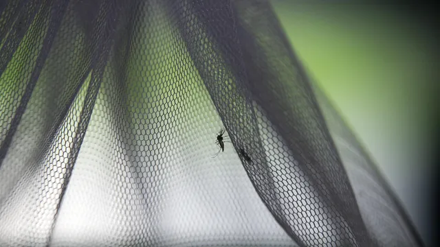 Record Rise in Mosquito-Borne Diseases in Europe