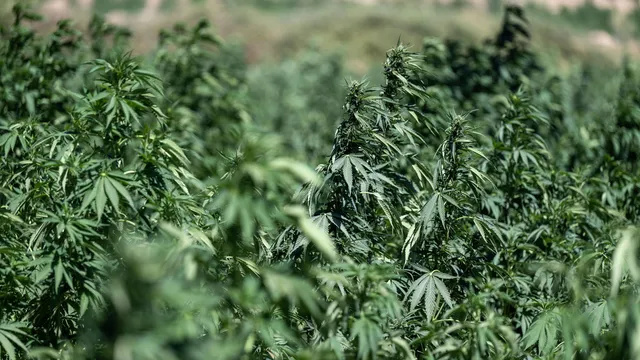 Using cannabis to cope with anxiety increases the risk of developing paranoia
