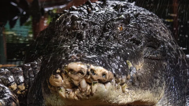 70 million years ago, ferocious crocodiles fed on dinosaurs, their teeth were like a scythe