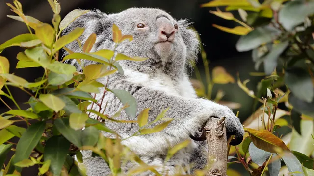 Chlamydia epidemic among koalas in Australia